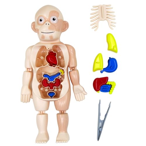 Human Body Model for Kids Anatomy Toys DIY Assembly Human Body Toys with Internal Organs and Limbs Anatomy Science Toys for Kids Early Educational Learning Toys