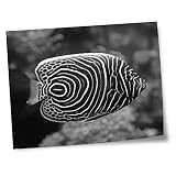 Destination Vinyl Prints 15,2 x 10,2 cm – BW – Poisson angereux – Impression artistique 15 x 10 cm – Papier photo satiné brillant 280 g/m² #36736