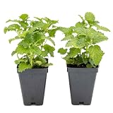 2 Lemon Balm Plants in Cubes | Live Aromatic Culinary Medicinal Herb with Lemon-Scented Foliage | Fast-Growing Perennial Shrub for Teas, Pollinators, Containers & Gardens (Melissa officinalis)