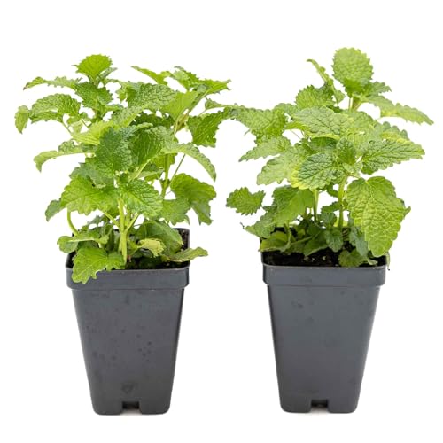 2 Lemon Balm Plants in Cubes | Live Aromatic Culinary Medicinal Herb with Lemon-Scented Foliage | Fast-Growing Perennial Shrub for Teas Pollinators Containers & Gardens (Melissa officinalis)
