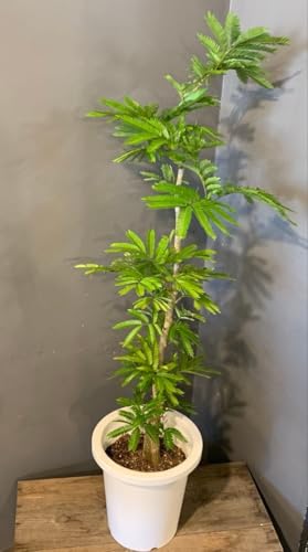 観葉植物 8号 エバーフレッシュ」の人気商品一覧 | 安い商品を通販