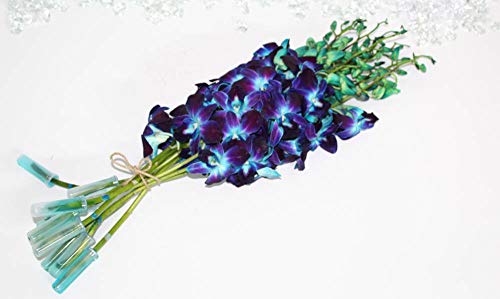 Athena'S Garden FRESH CUT Dyed Blue Cut Orchids Bunch 10 Stems cover