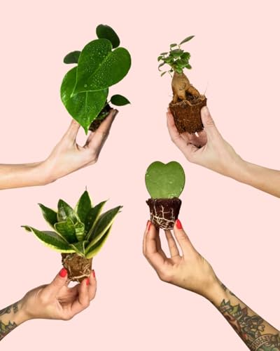 Pack 4x Mini Plantas Resistentes | Plantas Naturales | Pur Plant