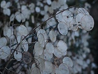 Honesty Lunaria Approx 50 Seeds, Useful for Winter Decoration Fairy Flower Seeds