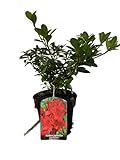 Fresh Plants Pflanze - Japanische Azalee - Azalea japonica ‘Signalglühen’ Topf Ø 15 cm - Höhe ca. 35 cm