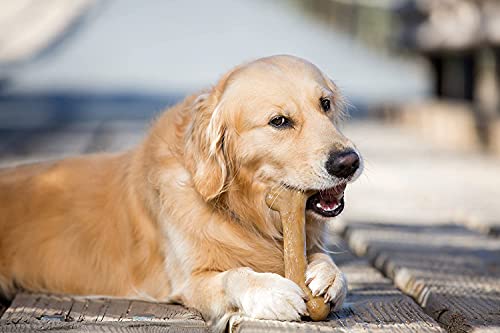 dinosaur barkbone reviews