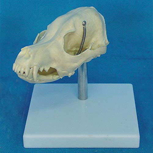 Modèle de crâne de chien AMITD squelette aux détails rigoureux - 4