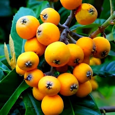 Hidden Enterprise Indian Very Special Verity One Healthy And Testy Grafted Loquat Fruit Tree Plant For Outdoor Home Garden Plant.Pack 01. (B0DBTZRJ4Q) Amazon Price History, Amazon Price Tracker