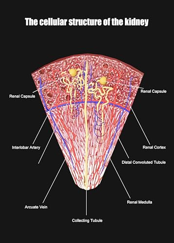 Image of Taanfu Body Educational Learning Anatomy Posters ，cellular structure Art Kidney Villi Anatomy Art Poster Digestive System Organs Illustration Small Intestine Physiology Anatomy Wall Art Villi
