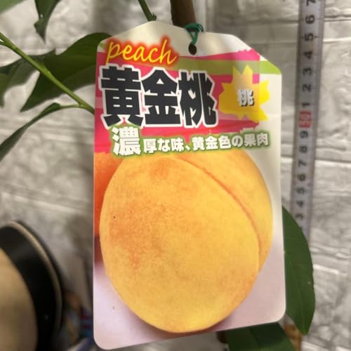 桃 あかつき 苗」の人気商品一覧 | 安い商品を通販サイトから探す