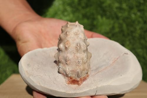 Image of Ammonite Mammites Nodosoides Ammonite Fossil Rare Ammonite Fossil Natural Fossil from Morocco A26