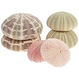 Erizo de mar Conchas DIY Soporte para Plantas aéreas: Conchas Decorativas 6 Piezas Titular Tillandsia Flores Plantas decoración de exhibición