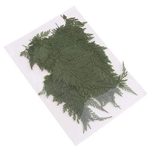 Simhoa 6X 50x folhas prensadas verdes para papel de fabricação de velas de sabão