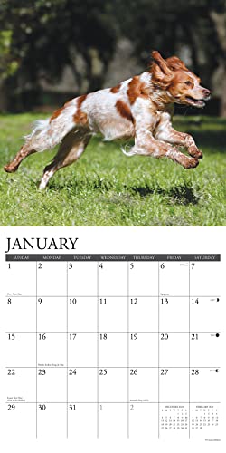 Just Brittanys 2023 Wall Calendar #TOP2