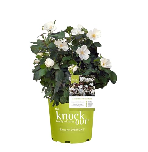 Perfect Plants White Knock Out Rose Bush in 1 Gallon Growers Pot | Easy to Grow | Live Flowering Perennial with White Blooms | Great for Outdoor Garden Landscape Planting in Zones 4-11 | Full Sun