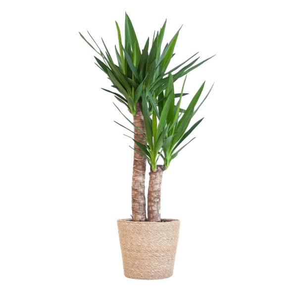 Yucca Elephantipes Riesen Palmlilie Zimmerpflanze Ø21 cm 90 cm