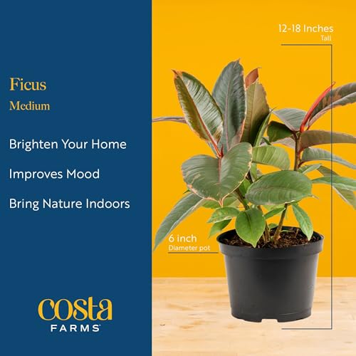 Image of Costa Farms Ficus Live Plants in Decorative Pot, Indoor Houseplant, Assorted Variety, Perfect for Home, Room, or Office Decor, Great House Warming or Birthday Gift, 12-18 Inches Tall, Pack of 2