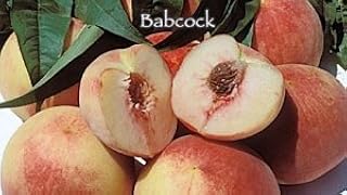 Sponsored Ad - Babcock Peach Tree - 2 Year Old