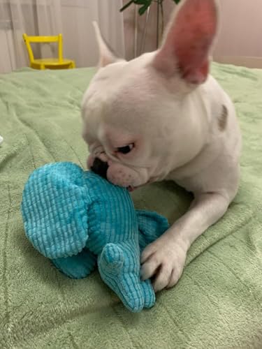 Pelucia Brinquedo mordedor Pet para Cachorro Elefante Petbuco com Apito, brinquedo para raças pequen