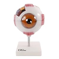 Algopix Similar Product 4 - 66FIT Human Giant Eye Model  White 