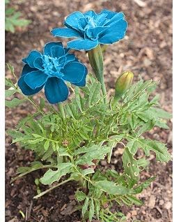 Agrey Lifestyle South African Blue Marigold Flower Seeds-200 Seeds