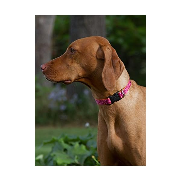 LupinePet Alpen Glow Adjustable Dog Collar for Small to Medium Dogs, 3/4-Inch by 9-14-Inch LupinePet Alpen Glow Adjustable Dog Collar for Small to Medium Dogs, 3/4-Inch by 9-14-Inch