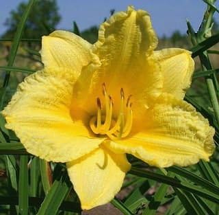 3 Happy Returns Daylilies in 4 Inch Pots Tennessee Grown