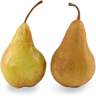 Fresh Bosc Pears, 1 Pound