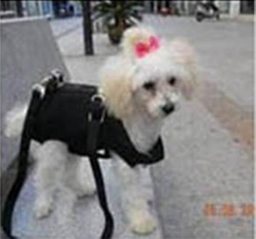 Pet Cab Dog Carrier Washable Soft Sided Fabric 4 Sizes Hands Free Many Colors Gifts Buy It Now Cars Travel Shop Walk Stylish Fashionable Zipper Adjustable Strap Metal Loops For ID Tags Wearable Harness Dogs