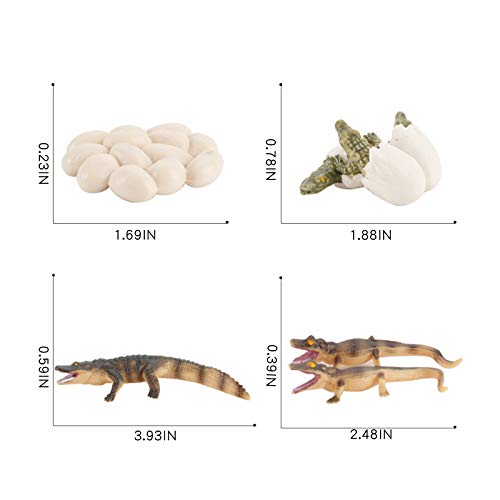 4 Pcs Wild Wildlife Animal Figures Creatures Action Models Life Cycle Crocodile Alligator Figure Ornament Cake Toppers Party Favors Supplies Cognitive Toy For Boys Girls Kid 5 6 7 8 Years Old #TOP4