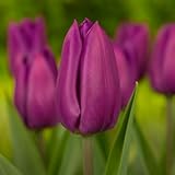 DUTCH BULBS EXCLUSIVE PLANTS FROM HOLLAND