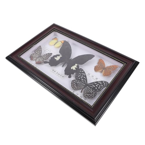 Cadre de spécimens d'insectes Homoyoyo en bois café pour décoration de bureau