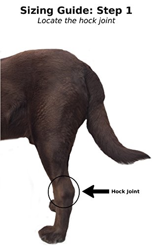 Labra Co. Dog Canine Rear Leg Hock Joint Wrap Protects Wounds as they Heal Compression Brace Heals and Prevents Injuries and Sprains Helps Arthritis (Large)