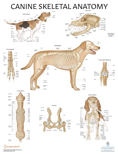 Image of 3 PACK Canine Muscular and Skeletal Systems with Internal Organ Anatomy Poster Set, LAMINATED, Veterinary Anatomy Physiology, 17.3 x 22.5 Inches, Anatomical Diagram for Education Learning and Students