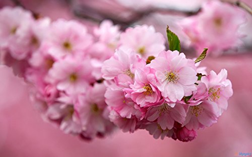 Live Kwanzan Cherry Blossom Tree – 8-12 Live Kwanzan Cherry Blossom Tree – 8-12