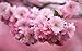 KWANZAN CHERRY TREE - DOUBLE FLOWERS 3 - YEAR LIVE TREE