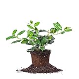 PERFECT PLANTS Nellie Stevens Holly 1 Gal. Pot | Fast Growing Privacy Evergreen| Easy to Maintain, Glossy Green Foliage
