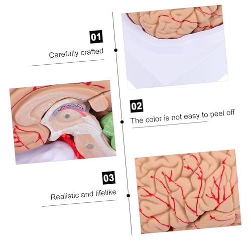 Structure cérébrale éducative et détachable pour les examens d'anatomie