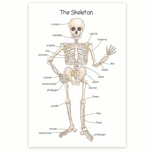 Bliss Monkey Co. The Skeleton Poster - Human Skeleton Poster for Kids - Bone Structure Poster - Skeletal System Poster - 12 x 18 Inch Poster - Unframed - Premium 100lb Gloss - Made In USA - BMCP0406