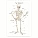 Bliss Monkey Co. Human Skeleton Poster for Kids - Bone Structure and Skeletal System - 12 x 18 Inch Unframed - Premium 100lb Gloss - Made in USA - BMCP0406
