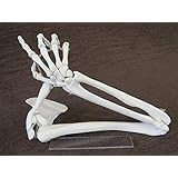 1/2サイズ高精度フレキシブル関節人体骨格模型 右腕