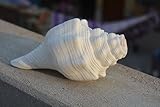 Blowing Shankh, Religious Shell, Spiritual Puja, Real Shankh, Removes Negativity shankh conch for home Temple Décor Display Shell (6