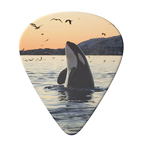 Whale Above Lot de 6 médiators imprimés avec boîte de rangement pour guitare acoustique et électrique - Les Beatles, Paul McCartney, John Lennon, RIngo Starr, George Harrison Whale Above Lot de 6 médiators imprimés avec boîte de rangement pour guitare acoustique et électrique – Image 4