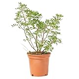 Verdecora Lentisco en maceta de Ø13cm | Pistacia lentiscus | Arbusto Mediterráneo de Exterior con Follaje Denso y Aromático | Ideal para Jardines, Bordes y Setos Naturales
