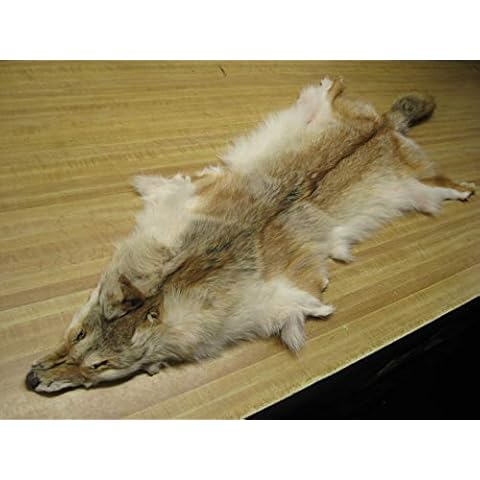 Tanned Red Coyote Hide #2 Quality Split Open Fur Cover