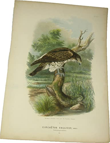 Original-Farblithografie Circaetos Gallicus, Gmel. Schlangenadler.