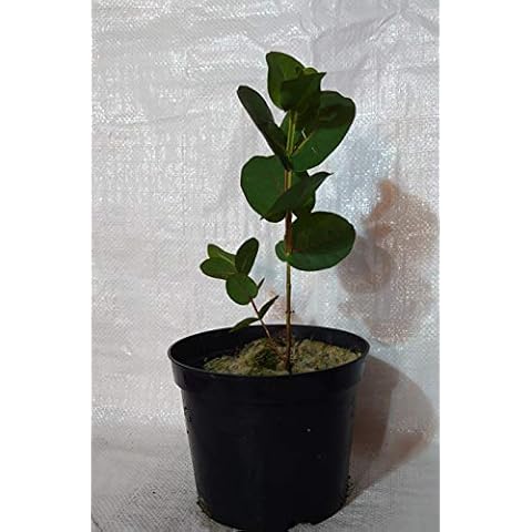 Hardy Eucalyptus Omeo Gum, E. neglecta in a 17 cm. - 2 Litre Rigid Pot Cover