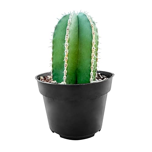 Sprout N Green Mexican Fence Post Cactus | Pachycereus marginatus, 4' to 6' High Live Cacti Plant, Office Home Décor