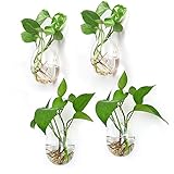 Ivolador 2PCS Wall Hanging Glass Plant Terrarium Container Egg Shape Perfect for Home Office Garden Decor Wedding