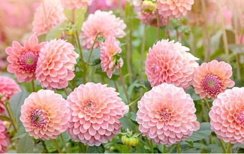 Image of Dahlia Flower Seeds 30 Plus Mixed Color for Planting Winter Seasonal Flower Seeds for Home Garden Balcony Terrace Easy Grow Decorative Blooming Plants for Indoor Outdoor Gardening (Dahlia)